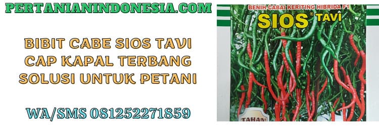 bibit,bibit cabe,sios tavi,sios tavi f1,petani